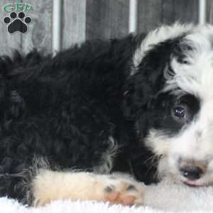 Valerie, Mini Aussiedoodle Puppy